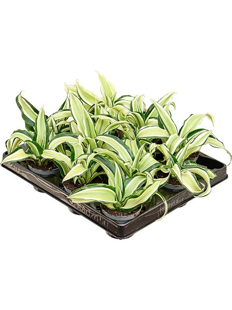 Dracaena Fragrans 'Malaika' 12/Tray - Head