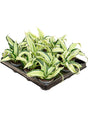 Dracaena Fragrans 'Malaika' 12/Tray - Head