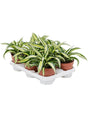 Dracaena Fragrans 'Malaika' 8/Tray - Head