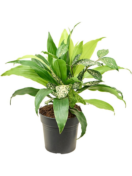 Dracaena Bright