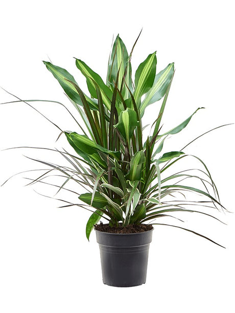 Dracaena Combo