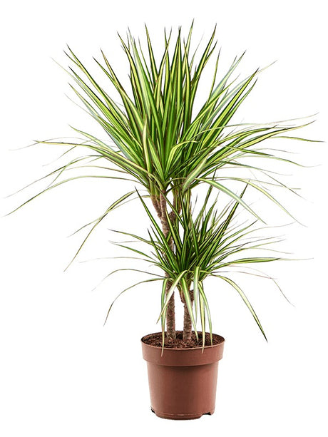 Dracaena Marginata 'Sunray' - 30-15