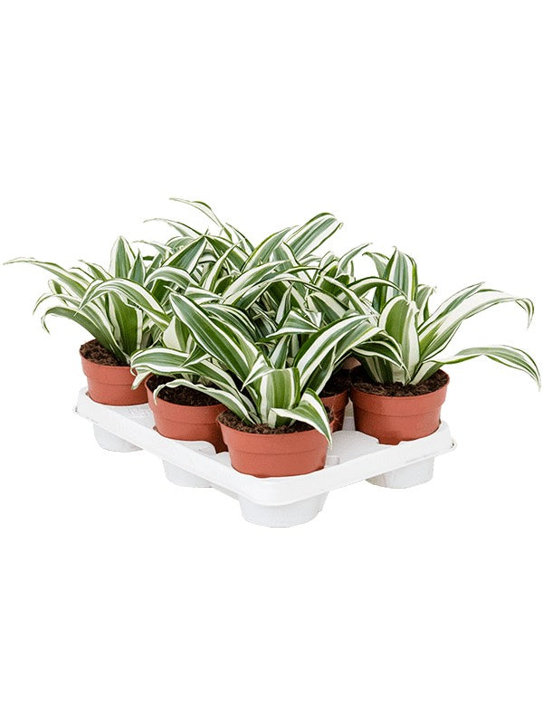 Dracaena Fragrans 'White Jewel' 8/Tray - Head