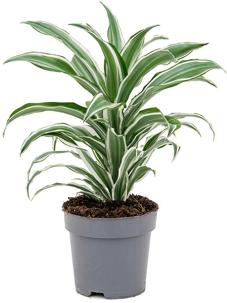 Dracaena Fragrans 'White Jewel' - Head