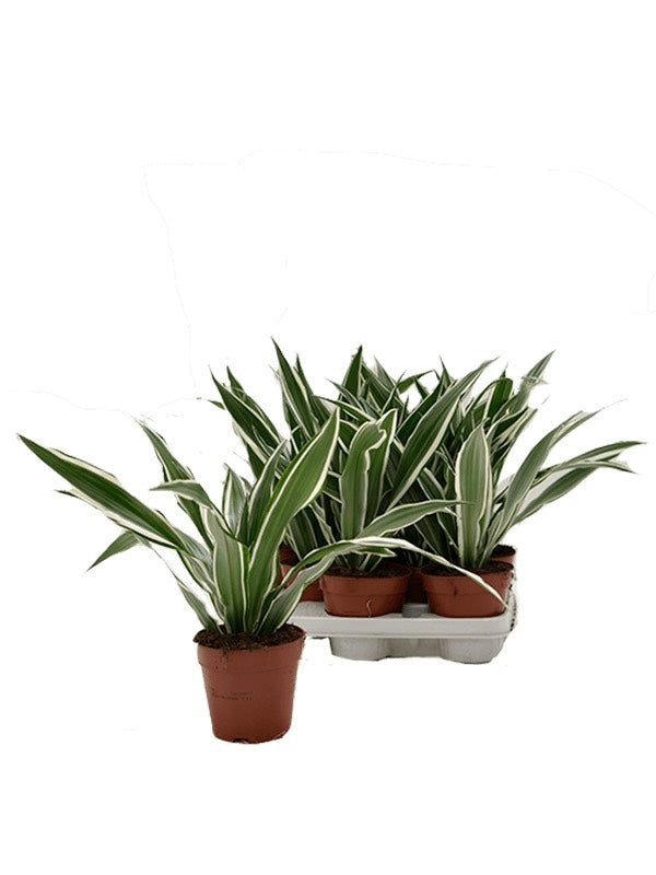 Dracaena Fragrans 'White Stripe' 8/Tray - Head