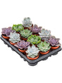 Echeveria Mix 12/Tray