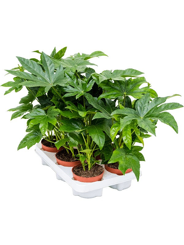 Fatsia Japonica 6/Tray