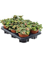 Fittonia 'Bubble Red' 6/Tray