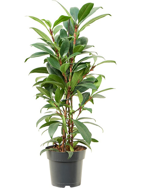 Ficus Cyathistipula 'Compacta' - Bush