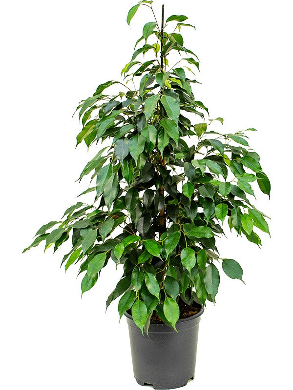 Ficus Benjamina 'Danielle' - Tuft