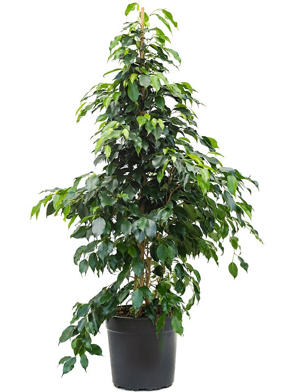 Ficus Benjamina 'Danielle' - Tuft