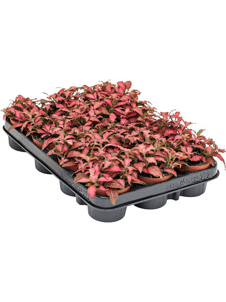 Fittonia 'Forest Flame' 12/Tray