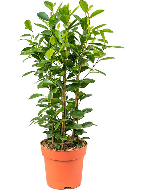 Ficus Microcarpa 'Moclame' - Tuft