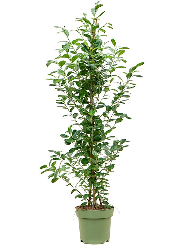 Ficus Microcarpa 'Moclame' - Tuft