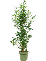 Ficus Microcarpa 'Moclame' - Tuft