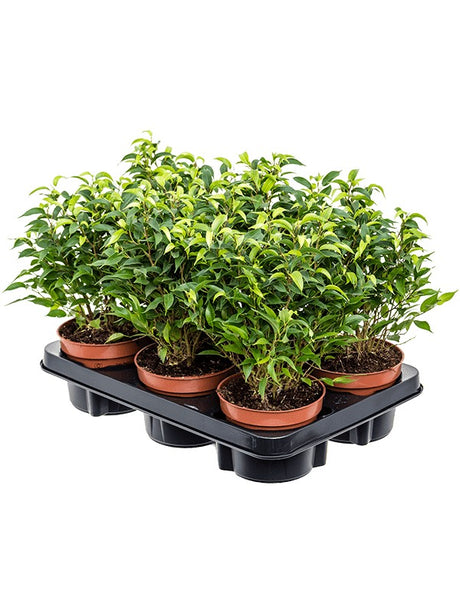 Ficus Benjamina 'Natasja' 6/Tray