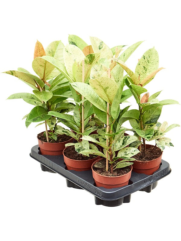 Ficus Elastica 'Schrijveriana' 6/Tray