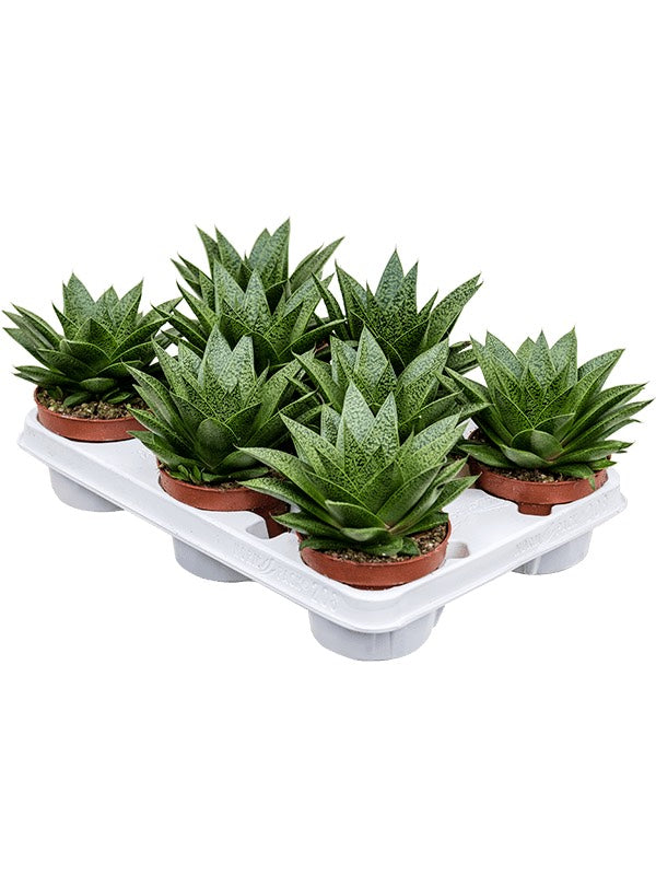 Gasteria 'D Tiga' 6/Tray