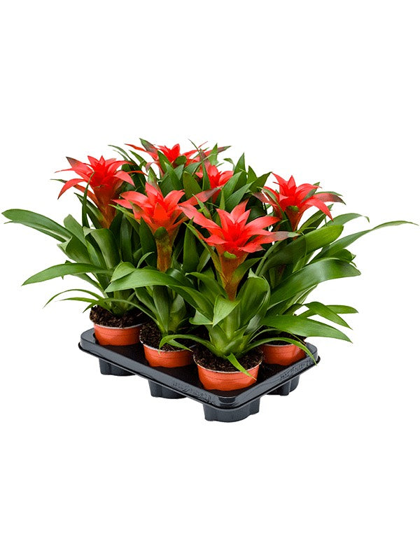 Guzmania 'Calypso' 6/Tray - Red