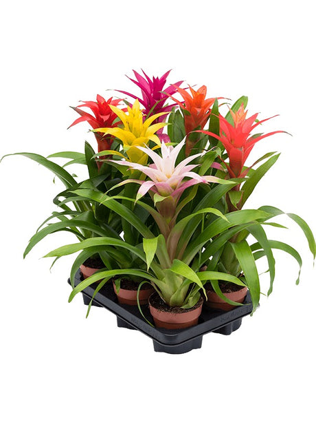 Guzmania Mix 6/Tray