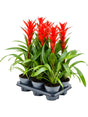 Guzmania 'Ostara' 6/Tray - Red