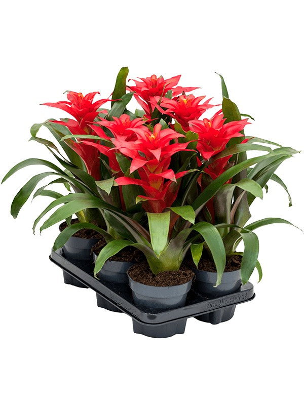 Guzmania 'Optima' 6/Tray - Red