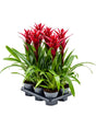 Guzmania 'Switch' 6/Tray - Bordeaux