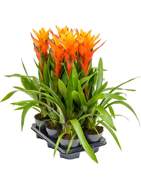 Guzmania 'Variada' 6/Tray - Orange