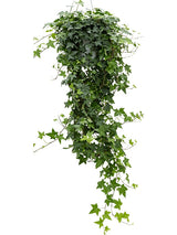 Hedera Helix 'Pittsburgh' - Hanger Groen