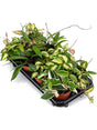 Hoya Carnosa Mix 8/Tray - Hanger