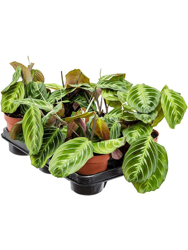 Maranta Leuconeura 'Exclusive Dark' 6/Tray