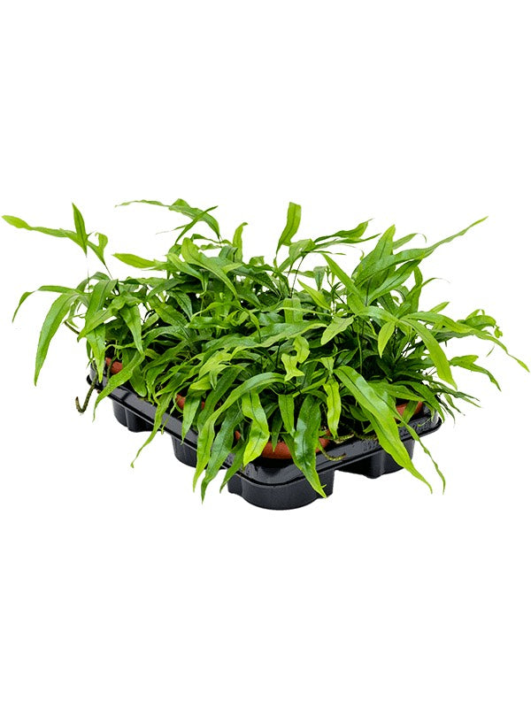 Microsorum Diversifolium 6/Tray