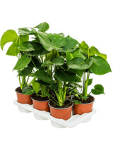 Monstera Deliciosa 6/Tray