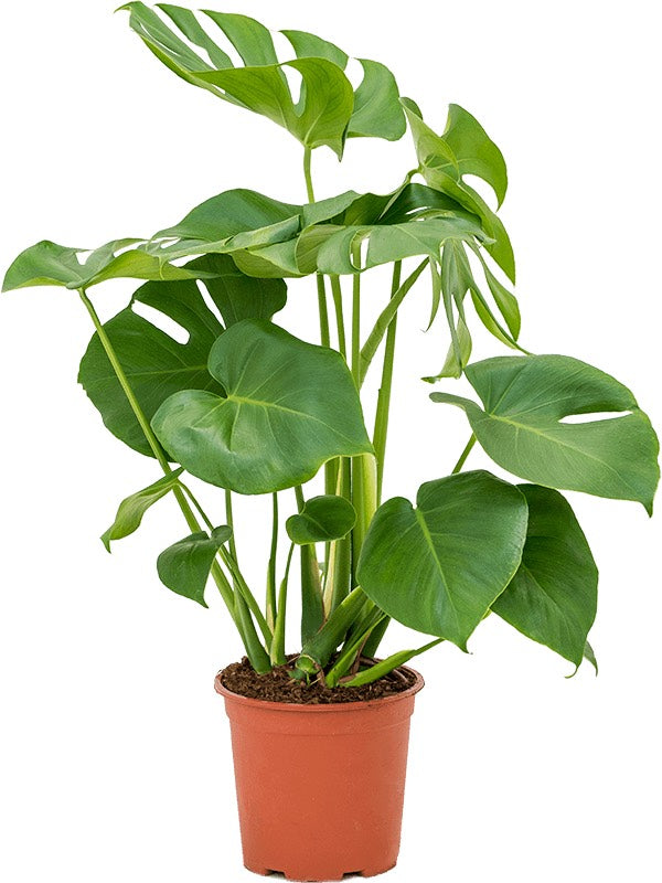 Monstera Deliciosa