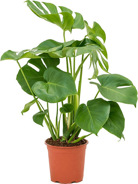 Monstera Deliciosa