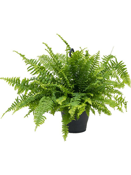 Nephrolepis Exaltata 'Boston' - Hanger