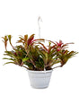 Neoregelia (Nidularium) 'Fireball' - Hanger