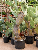 Opuntia Indica - Branched