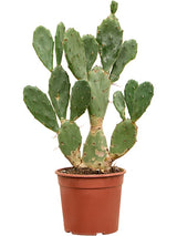 Opuntia Vulgaris