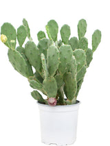 Opuntia Vulgaris - -