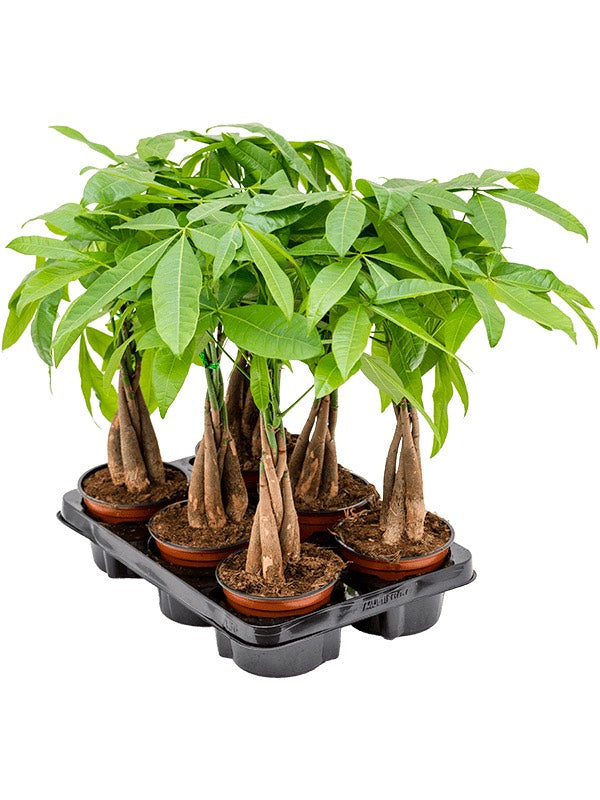 Pachira Aquatica 6/Tray - Stem Braided