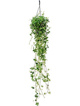 Parthenocissus Striata - Hanger