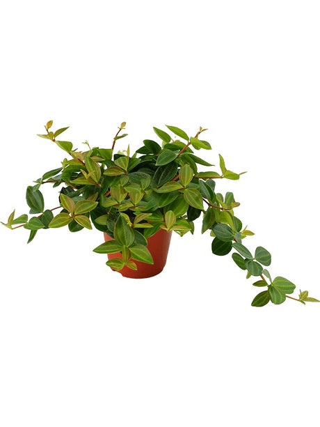 Peperomia Angulata 'Rocca Scuro' 6/Tray - Hanger