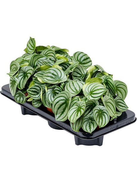 Peperomia Argyreia 6/Tray