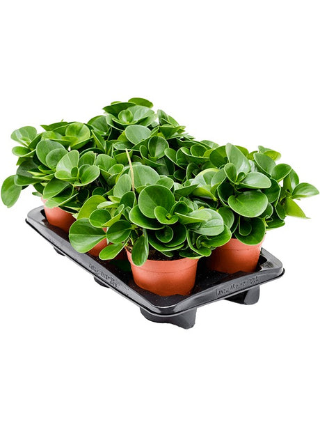 Peperomia Obtusifolia 6/Tray