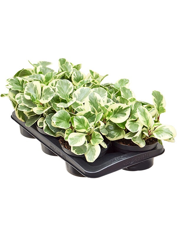 Peperomia Obtusifolia 'Golden Gate' 6/Tray - Tuft