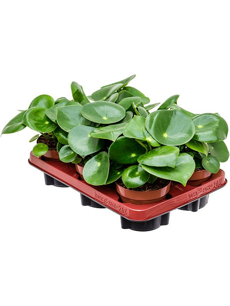 Peperomia 'Rain Drop' 6/Tray