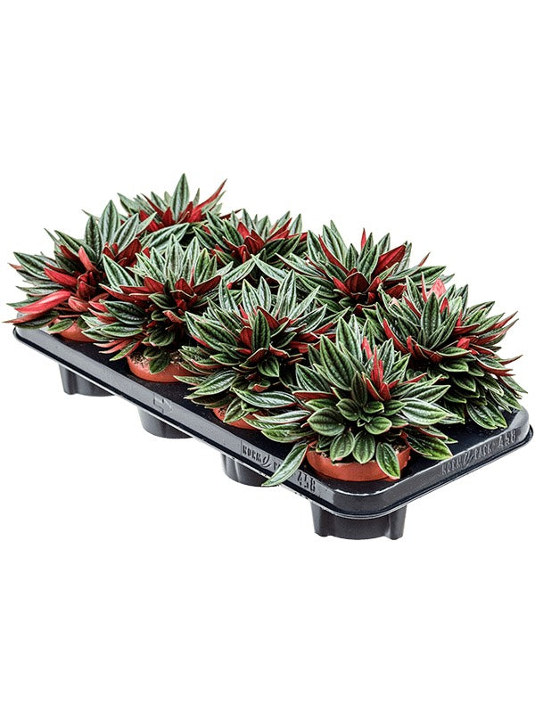 Peperomia Caperata 'Rosso' 8/Tray