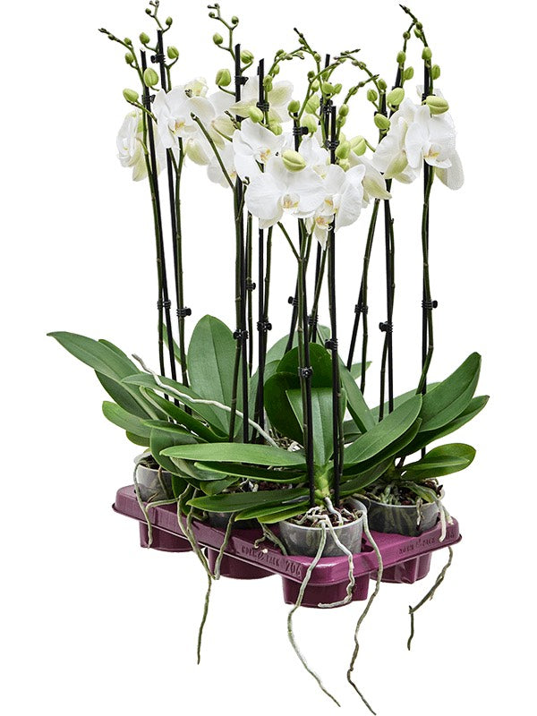 Phalaenopsis 'Krystina' 6/Tray - 2-Branches White