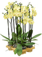 Phalaenopsis 'Yara' 6/Tray - 2-Branches 14+ Yellow